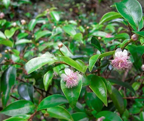 Мирт РОЗОВЕЮЩИЙ (растение)