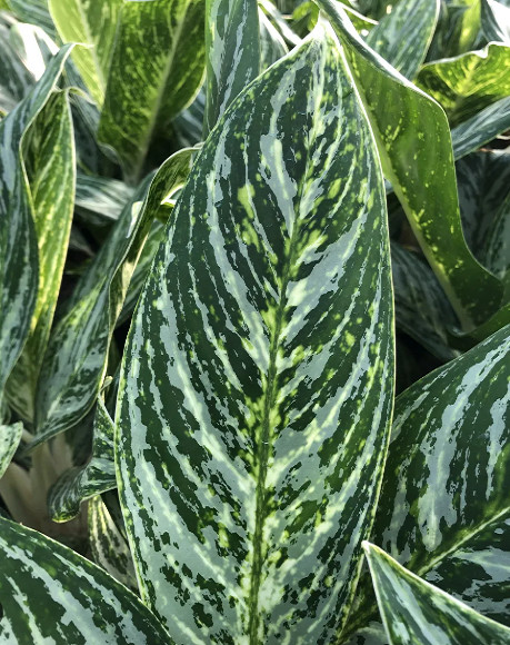 Аглаонема GOLDEN MADONNA (растение)