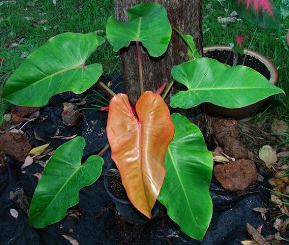 Филодендрон BONUS (растение)