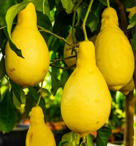 Лимон Грушевидный ПЕРЕТТА (растение)