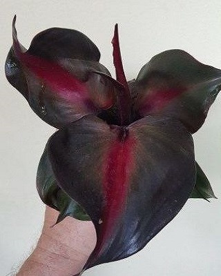 Филодендрон RED HEART (растение)