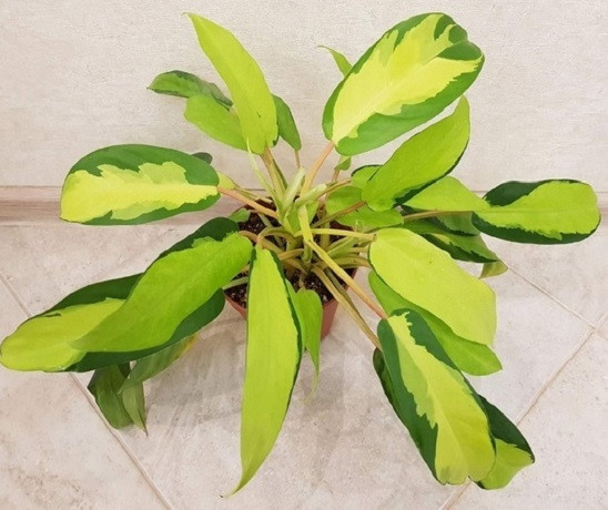 Филодендрон Вариегатный GREEN AND GOLD (растение)