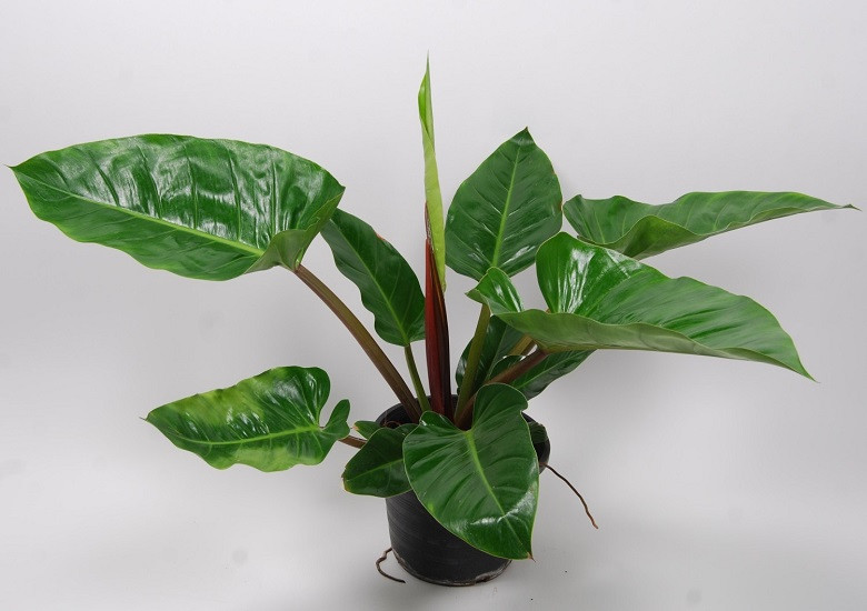 Филодендрон MILINONII GREEN (растение)