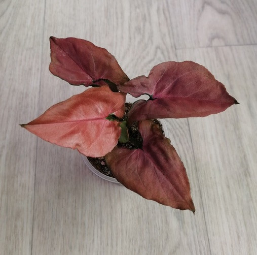 Сингониум STRAWBERRY CREAM