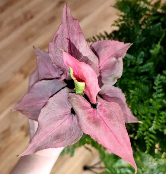Сингониум sp PINK