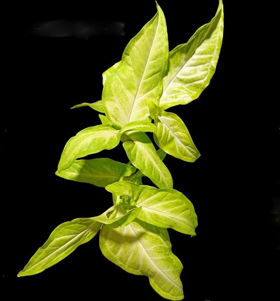 Сингониум ANGUSTATUM LEMON