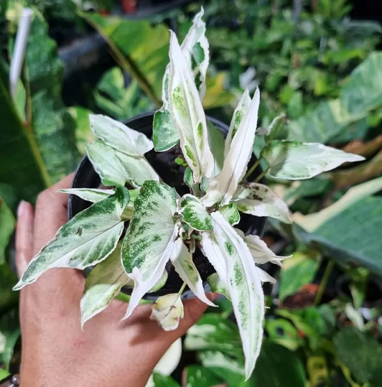 Сингониум STARLITE VARIEGATED