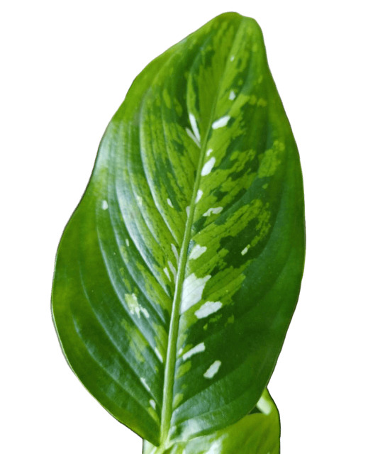 Диффенбахия BARRAQUINIANA