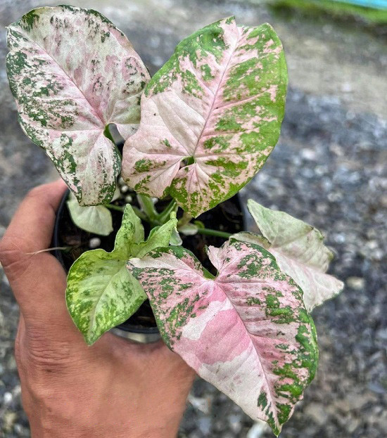 Сингониум PINK SPOT MARBLE DOUBLE VARIEGATED