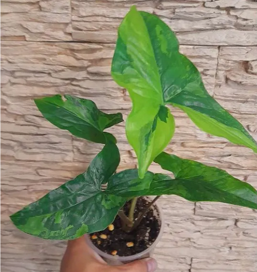 Сингониум GREEN ON GREEN
