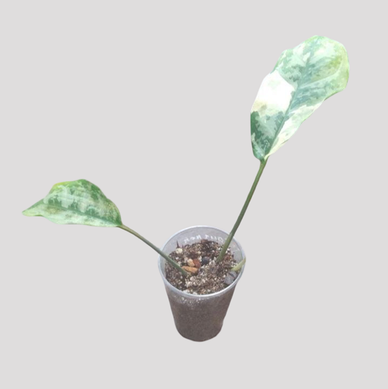 buy a jade plant ASSORTED JADE 4in