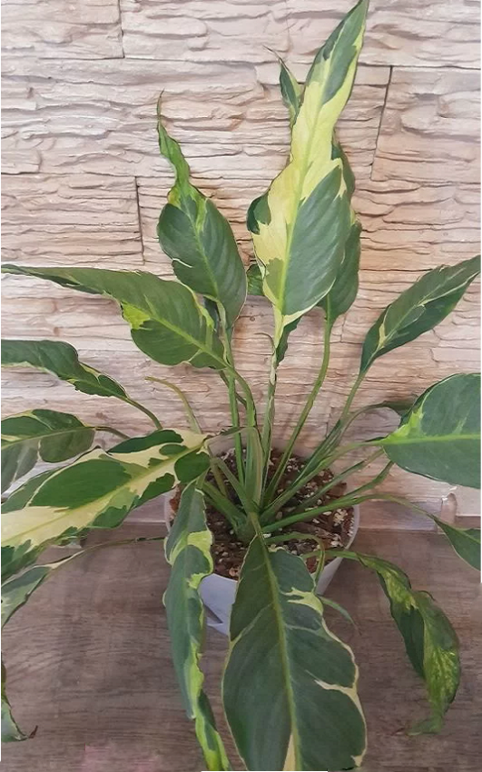 Спатифиллум INDONESIA YELLOW VARIEGATED (растение)