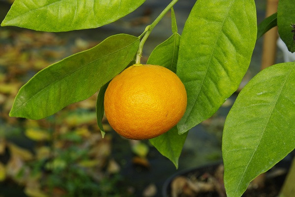 Танжело МЕЛИНХИНА (растение)