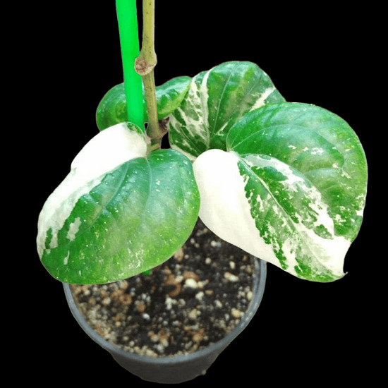Перец CUBEBA VARIEGATA (растение)