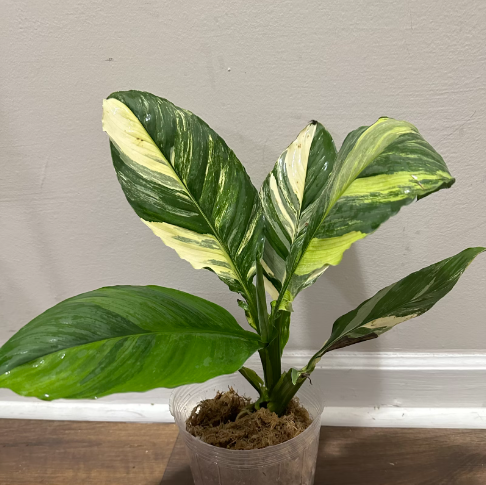 Спатифиллум SENSATION TRICOLOR VARIEGATED (растение)