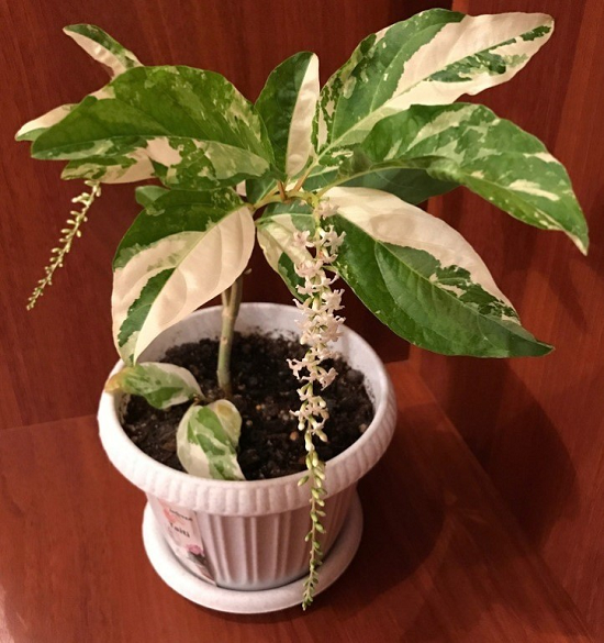 Цитарексилум SPINOSUM VARIEGATA (растение)