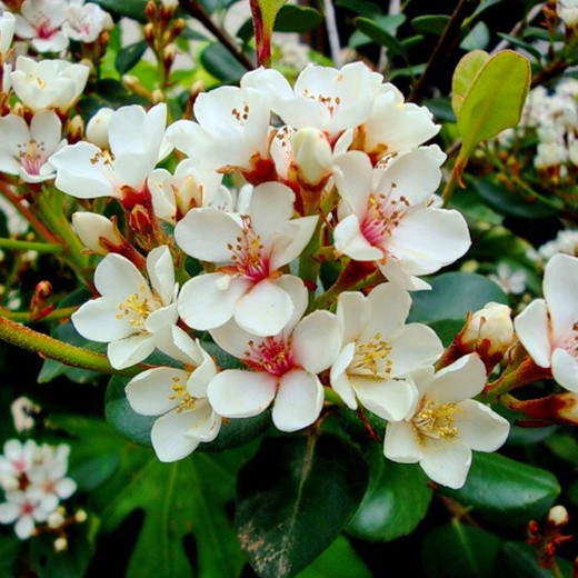 Рафиолепис UMBELLATA (растение)