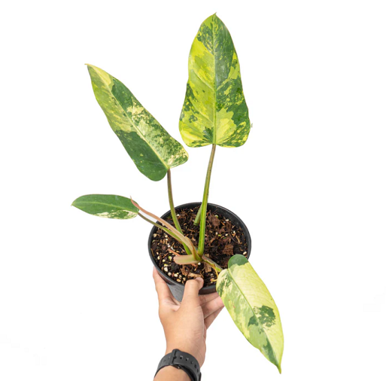Филодендрон WHIPPLE WAY VARIEGATED (растение)