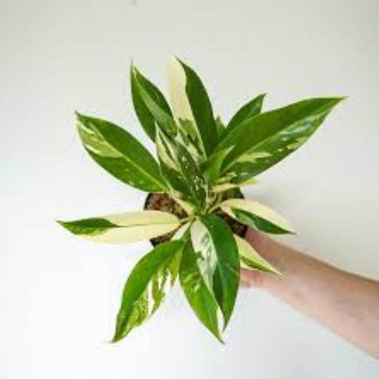 Филодендрон WEND IMBE VARIEGATED (растение)