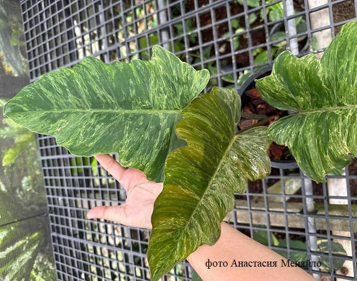 Филодендрон CARAMEL WHITE MUTATION (растение)