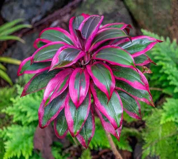 Кордилина FRUTICOSA (растение)