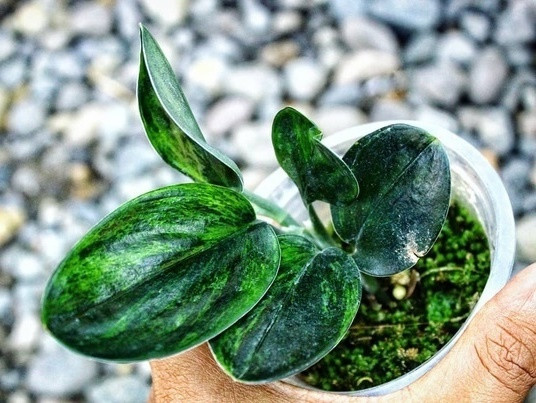 Сциндапсус TREUBII DARK FORM VARIEGATED (растение)