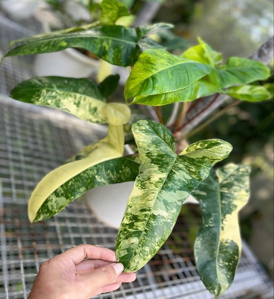 Филодендрон Гибрид FLORIDA BEAUTY x BILLIETIAE VARIEGATED (растение)