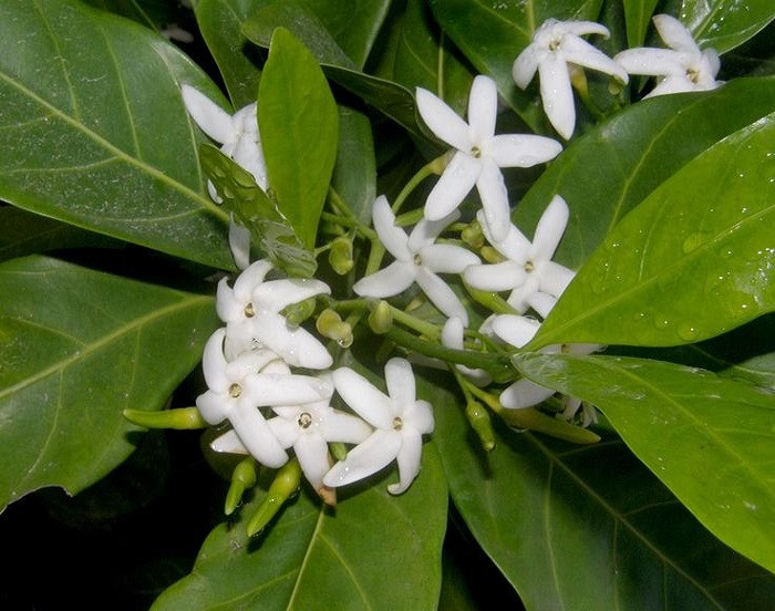 Ротмания URANTHERA (растение)