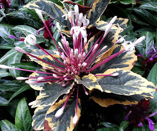 Клеродендрум QUADRILOCULARE VARIEGATED (растение)