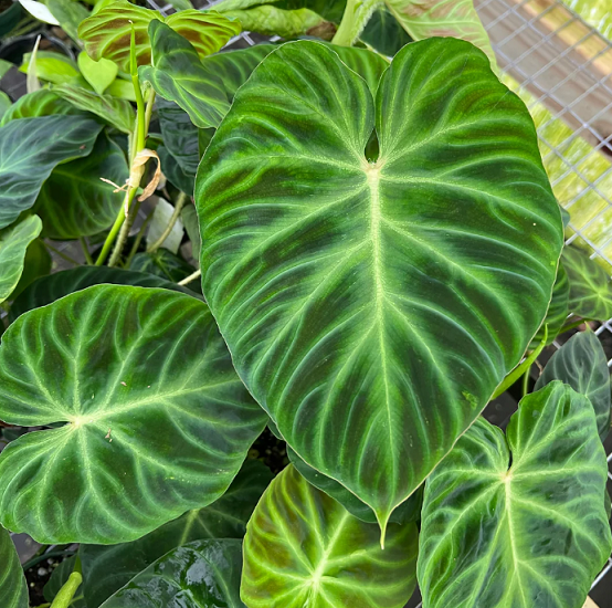 Филодендрон VERRUCOSUM (растение)