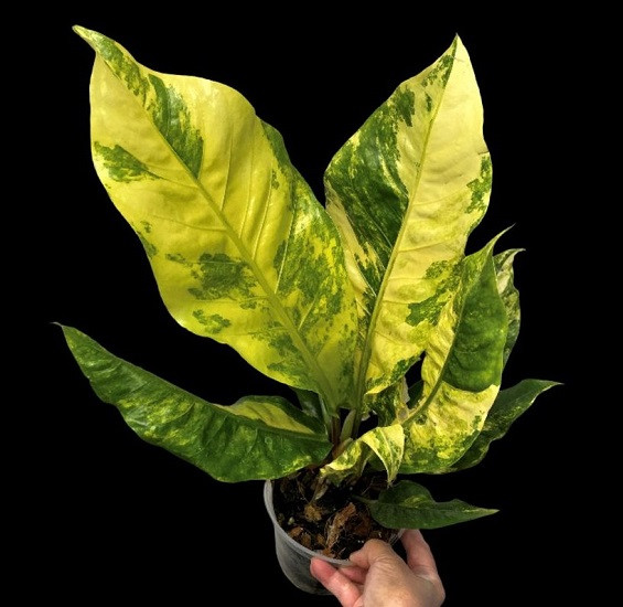 Антуриум HOOKERI YELLOW VARIEGATED (растение)