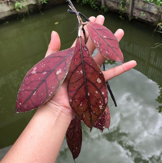 Хойя CLEMENSIORUM RED (растение)
