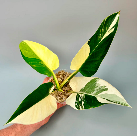 Филодендрон GREEN CONGO VARIEGATED (растение)