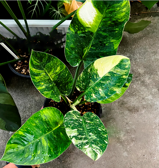 Филодендрон GREEN CONGO MARBLE VARIEGATED (растение)
