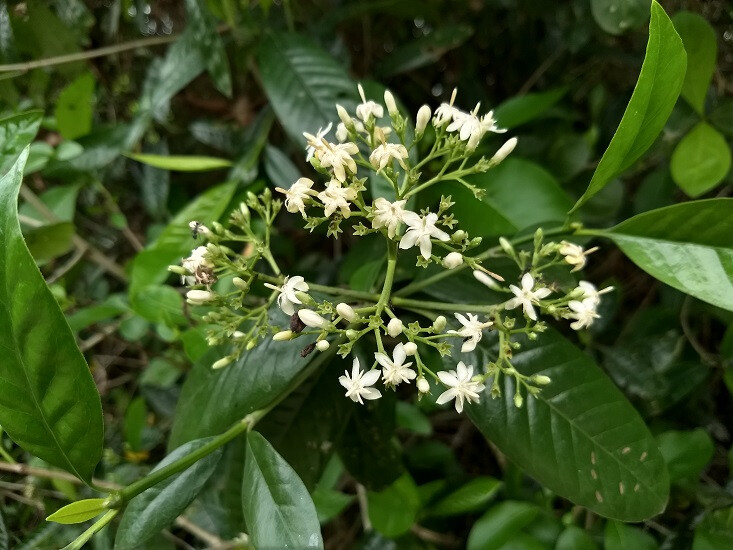 Таренна SUPRA AXILLARIS (растение)