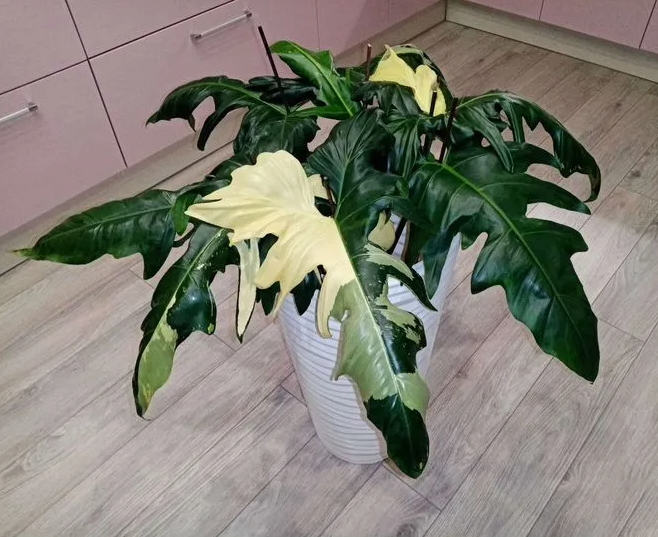 Филодендрон MINARUM VARIEGATED (растение)
