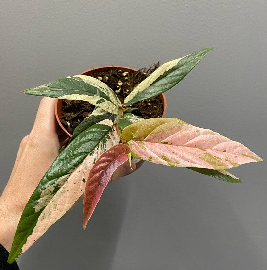 Фикус САГИТТАТА ПИНК ВАРИЕГАТА (растение)
