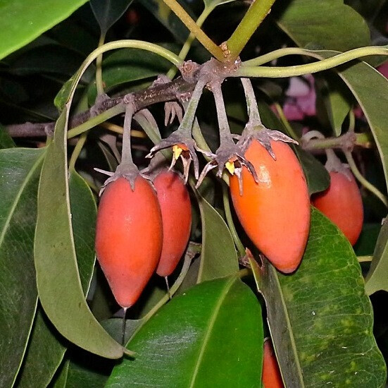 Мимусопс Вариегатный или Испанская Вишня (растение)