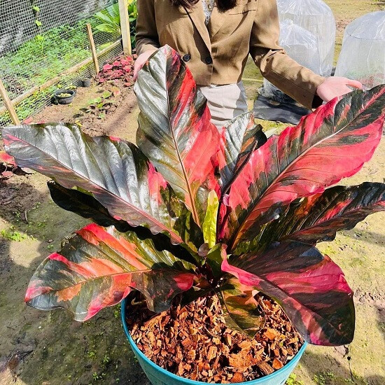 Антуриум Вариегатный RED DRAGON (растение)