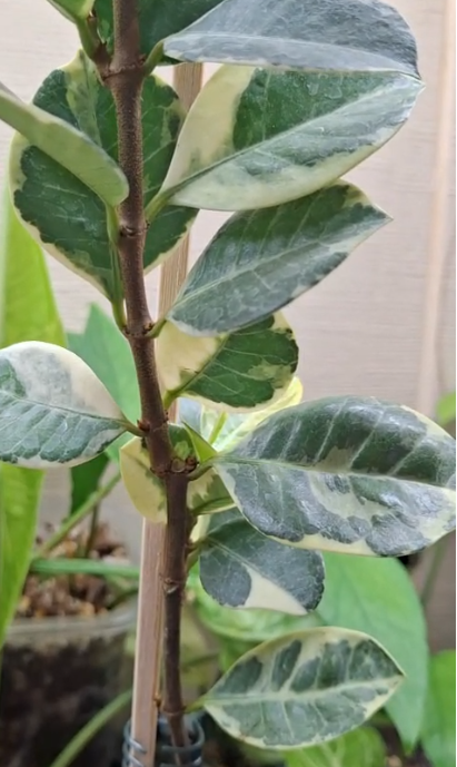 Фикус T-55 WHITE VARIEGATA (растение)