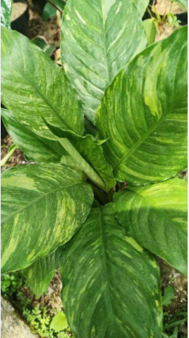 Спатифиллум Вариегатный AUREA SPLASH (растение)