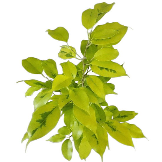 Фикус Бенджамина ЕЛЛОУ ГОЛД ВАРИЕГАТНЫЙ (растение)