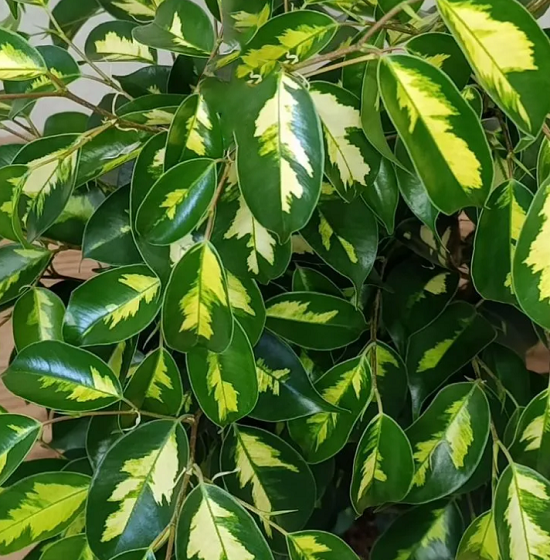 Фикус Бенджамина БЛЭК ДАЙМОНД (растение)