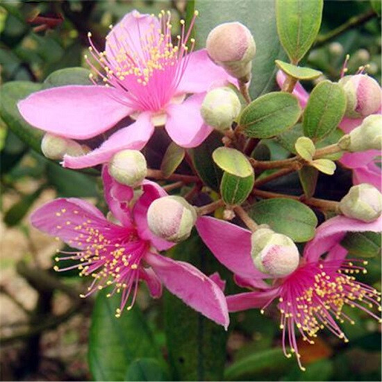 Родомирт ВОЙЛОЧНЫЙ (растение)