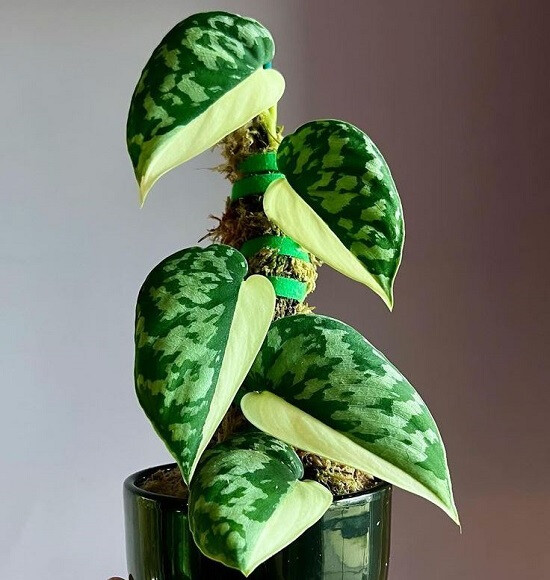 Сциндапсус Вариегатный MAYARI (растение)