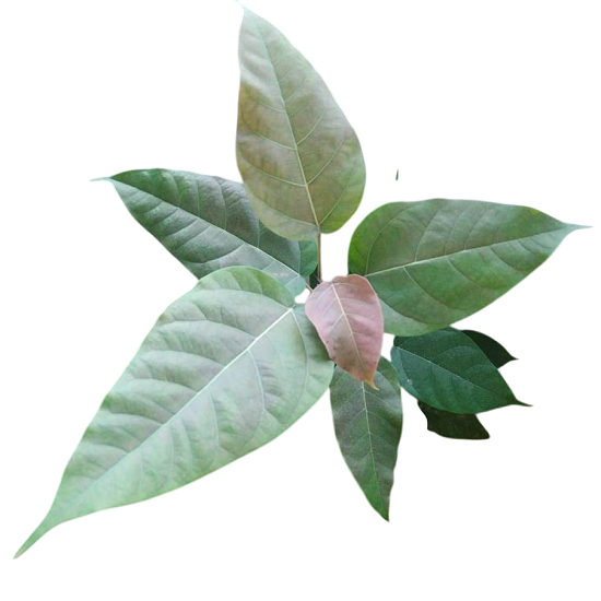 Фикус sp. T- 29 BROWN LEAF (растение)