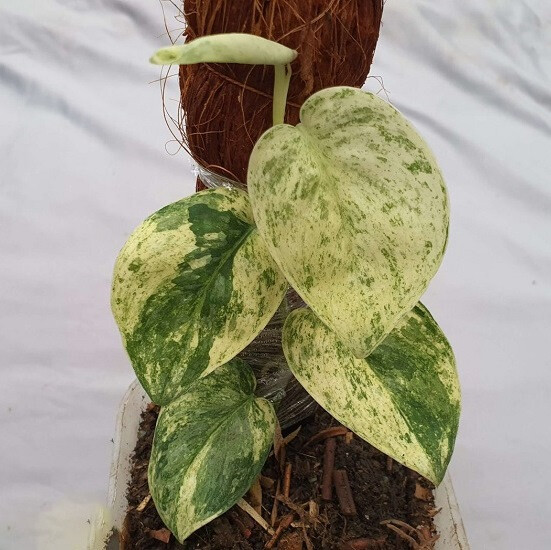 Сциндапсус SILVER DARK CLOUD VARIEGATED (растение)