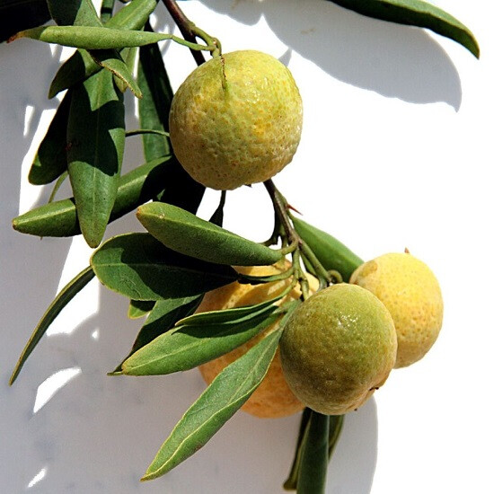 Микроцитрус ГЛАУКА (растение)