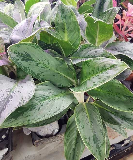 Аглаонема SILVER SUPREME (растение)