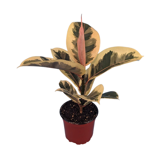 Фикус ЭЛАСТИКА БРАЗИЛ (растение)